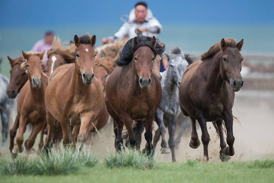 Taishū Horse